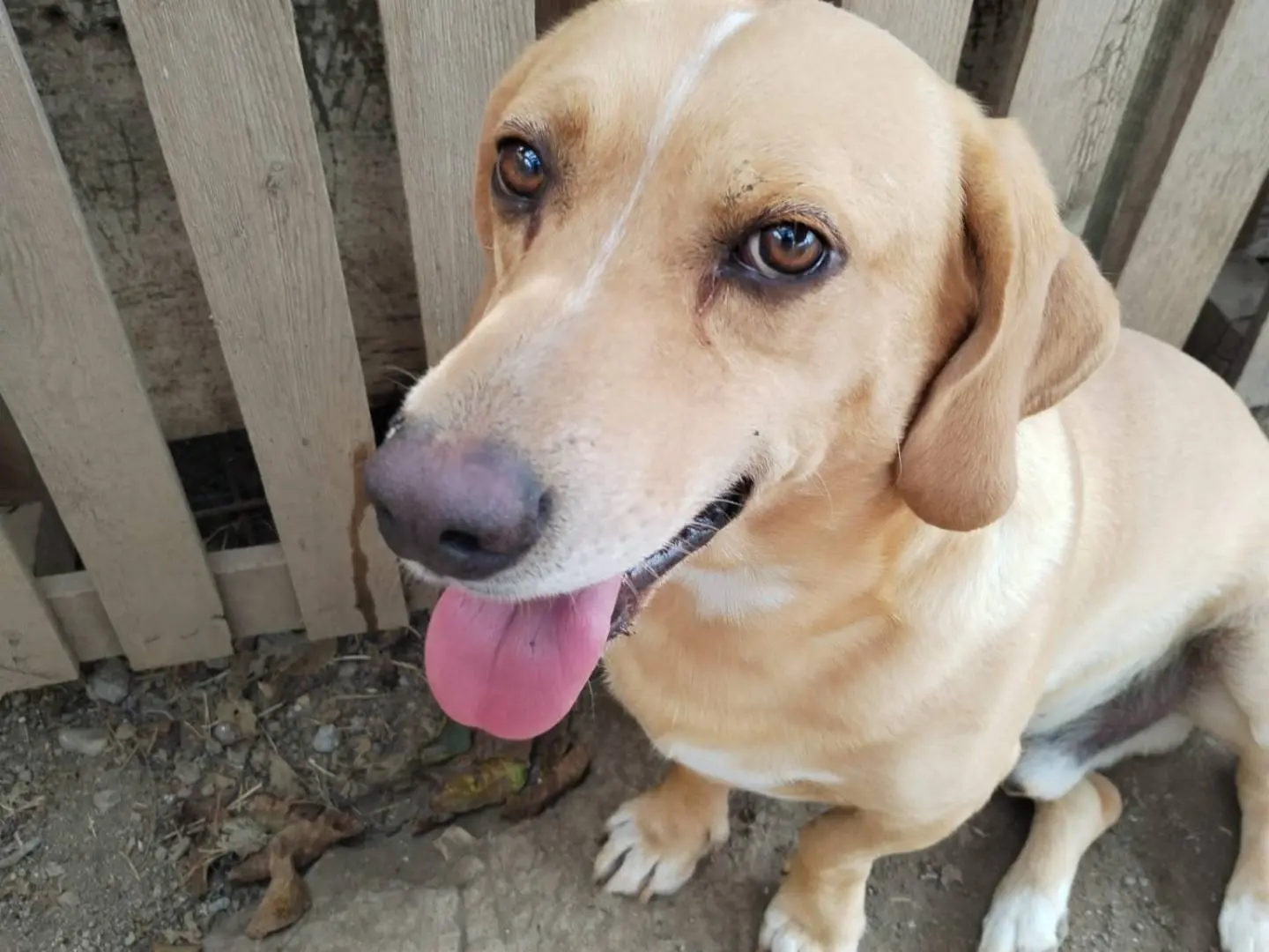 Adotta un cane, maschio, 5 anni e 10 mesi, Viterbo