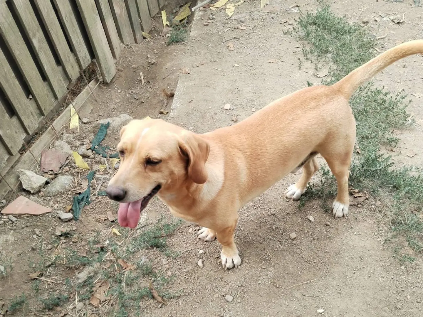 Adotta un cane, taglia media contenuta, maschio, Viterbo
