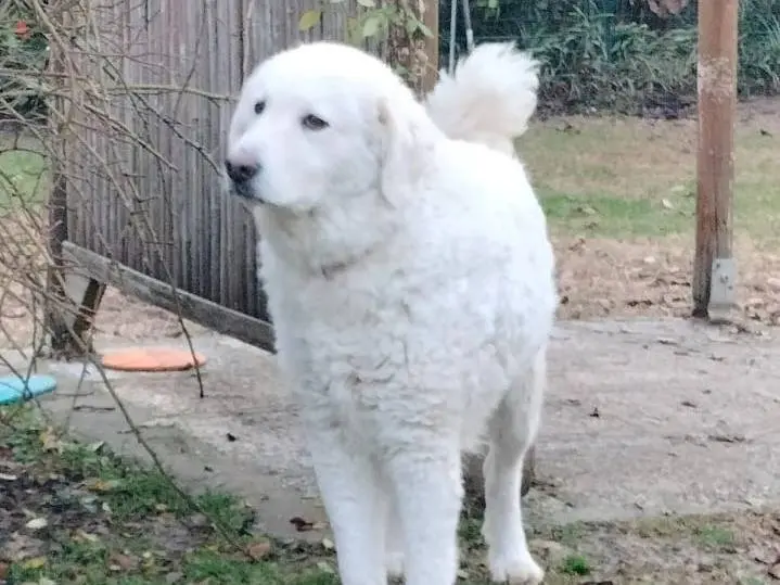 Vuoi adottare un cane a Parma?