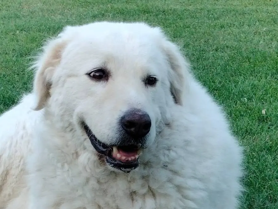 Adotta un cane, taglia grande, femmina, Parma
