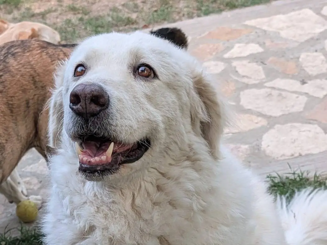 Adozione cane, femmina, Razza sconosciuta Razza sconosciuta, 3 anni, taglia grande, Parma