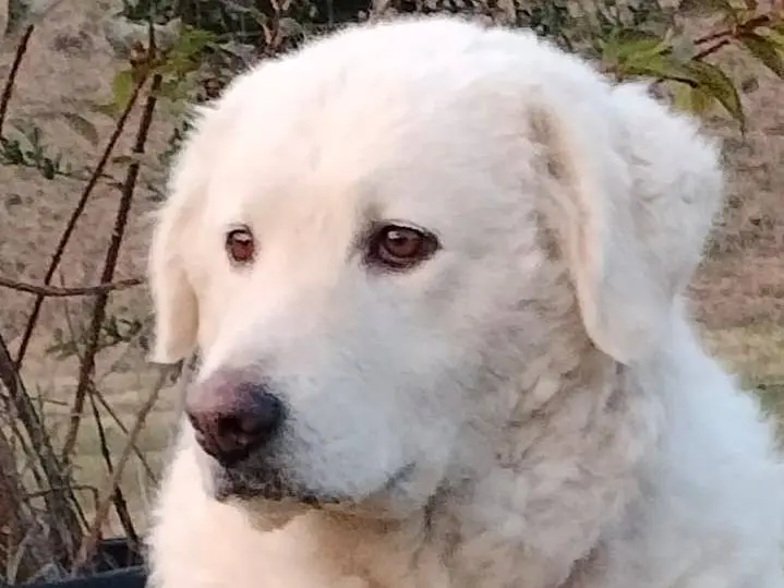 Adotta un cane, femmina, 3 anni, Parma