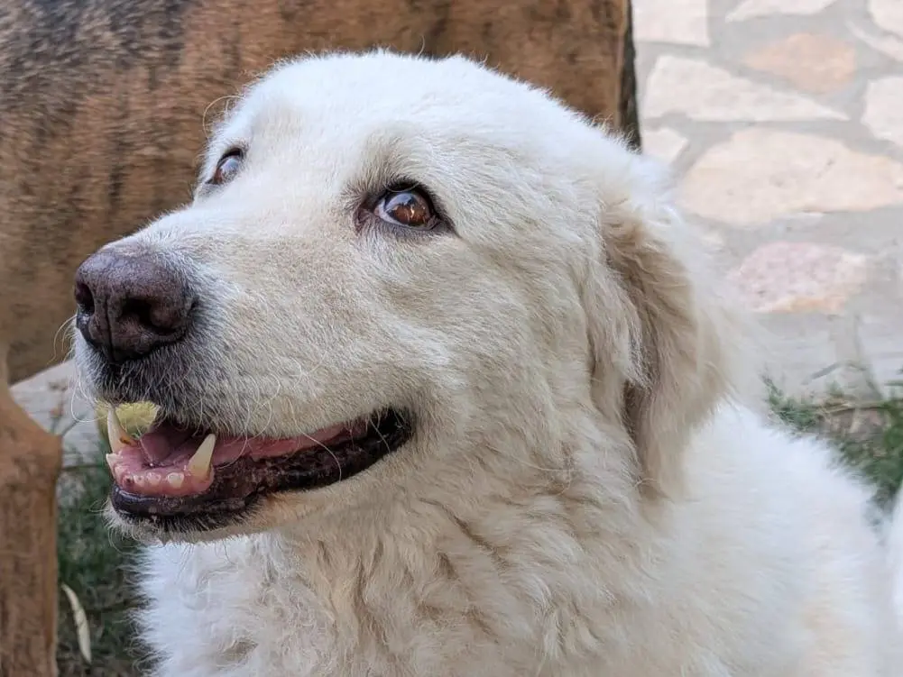Adotta il cane Milù a Parma