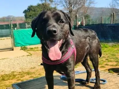 Adotta un cane, maschio, 4 anni e 3 mesi, Genova