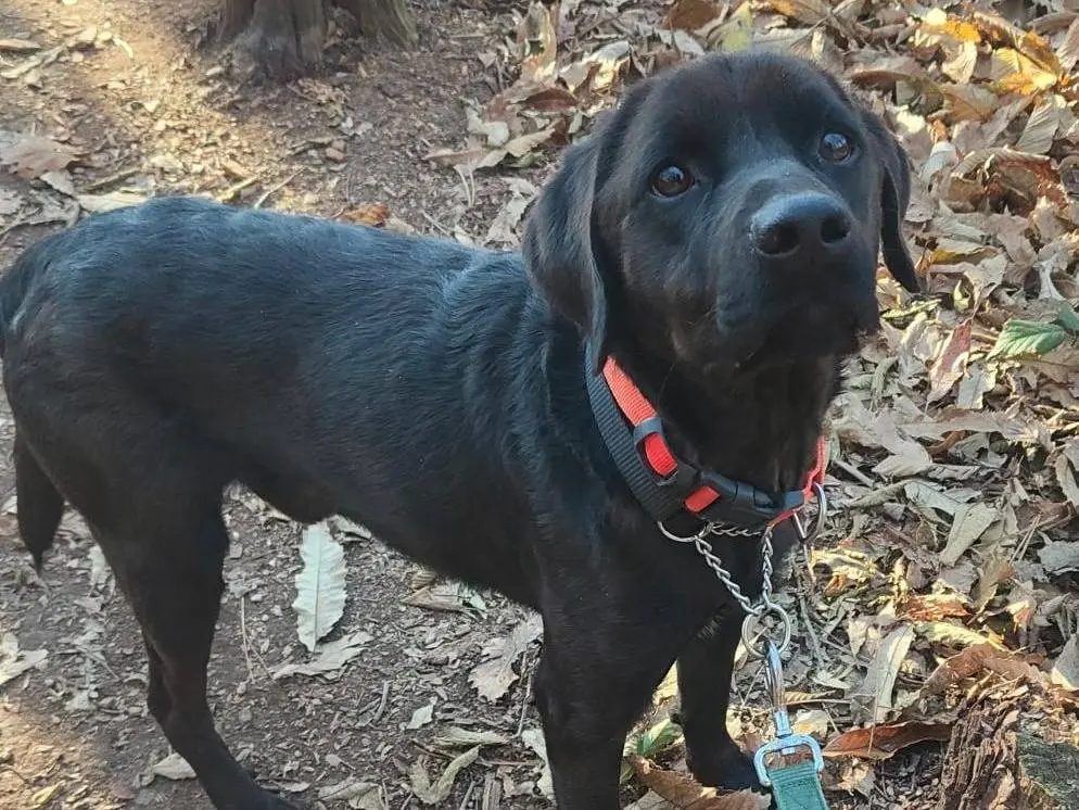 Adozione cane, maschio, Razza sconosciuta Razza sconosciuta, 4 anni e 3 mesi, taglia media contenuta, Genova