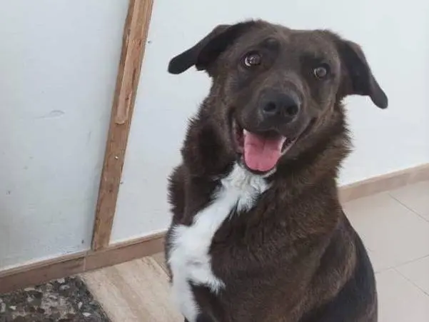 Adotta un cane, femmina, 5 anni e 6 mesi, Taranto