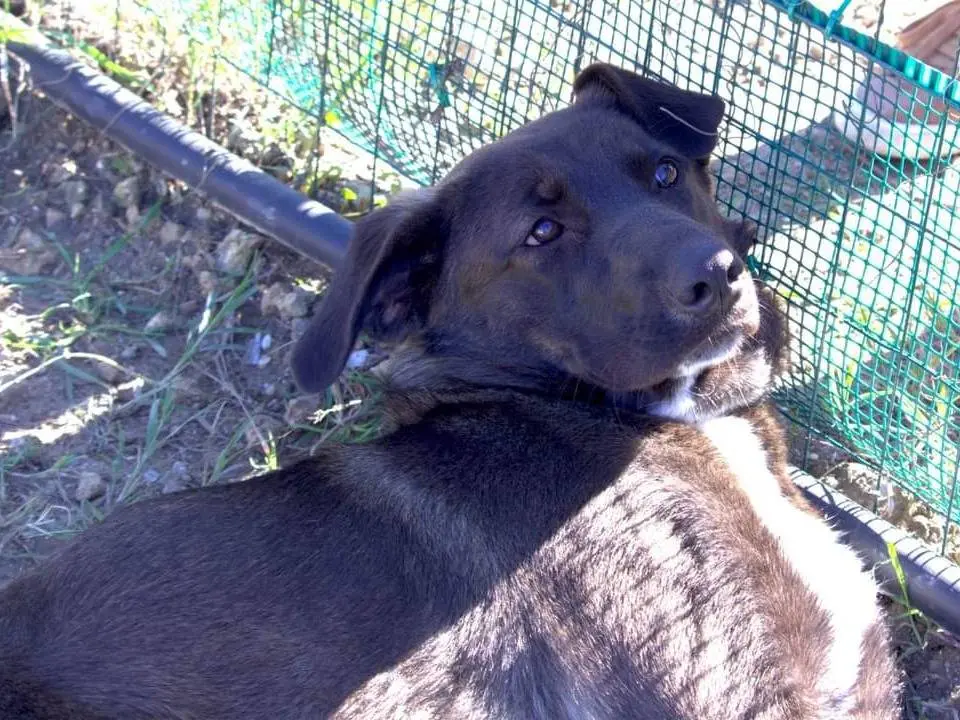 Adotta il cane Nerina a Taranto