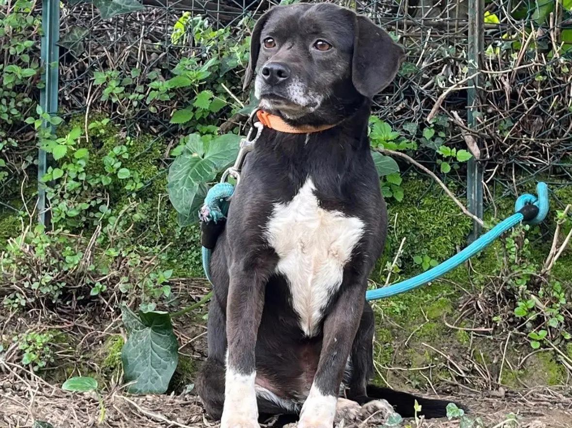 Adotta un cane, femmina, 6 anni, Frosinone