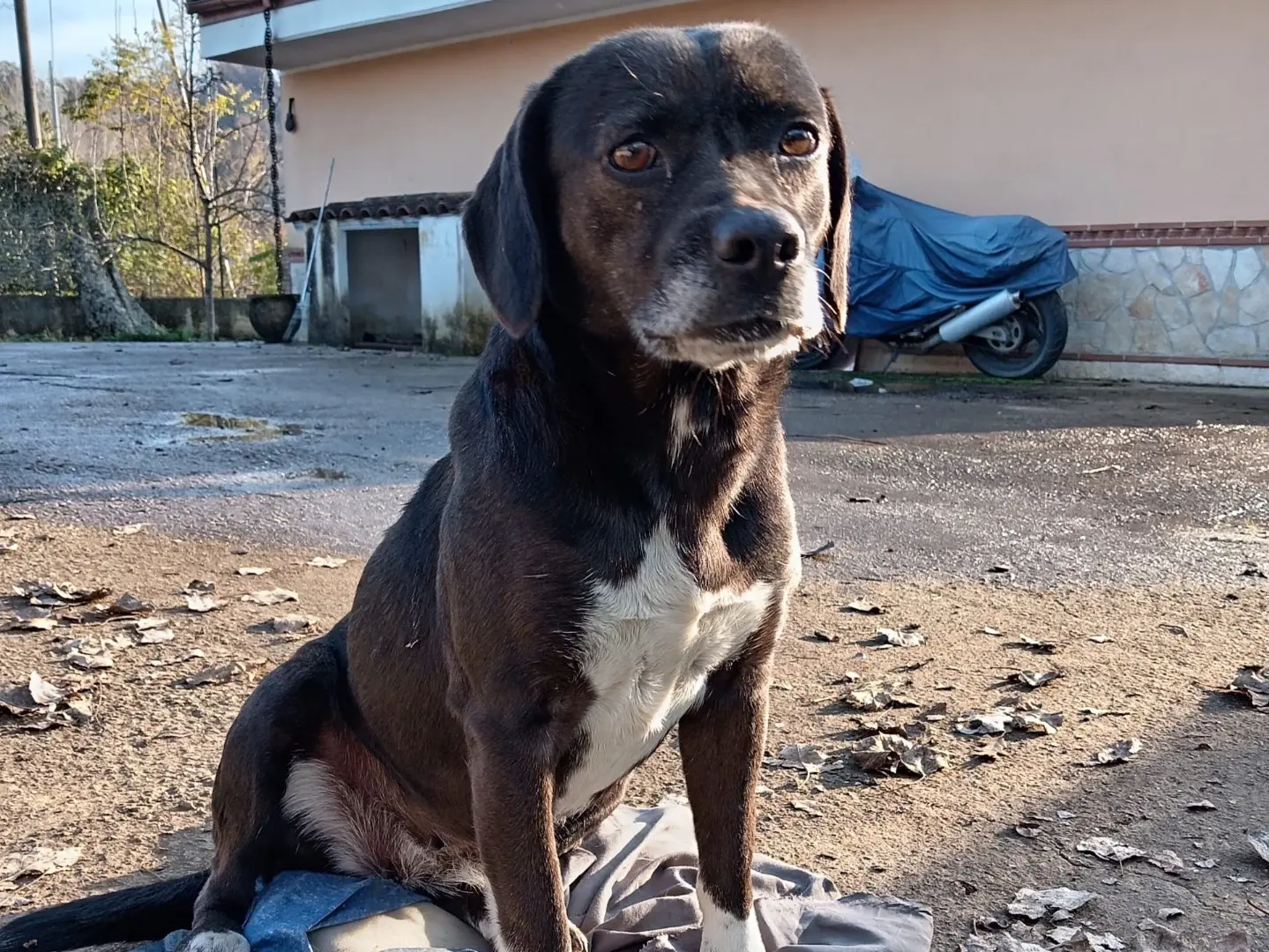 Adotta un cane, taglia media contenuta, femmina, Frosinone