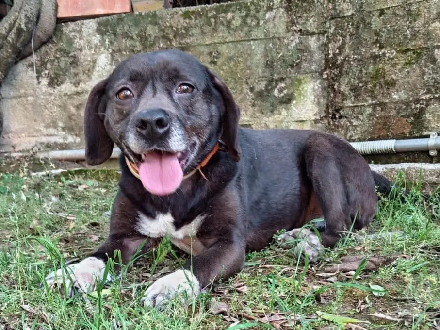Adozione cane, femmina, Razza sconosciuta Razza sconosciuta, 6 anni, taglia media contenuta, Frosinone