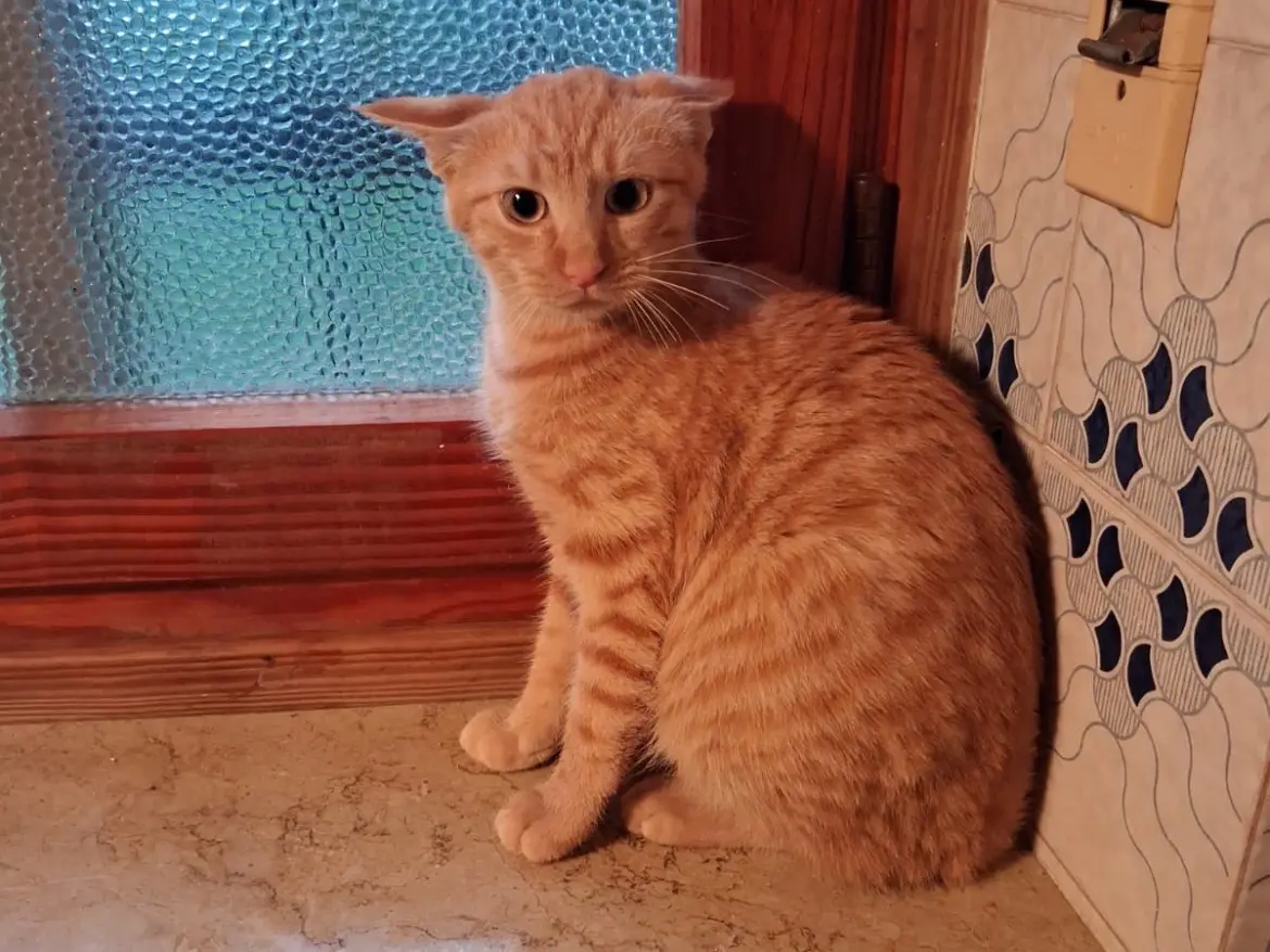 Adozione gatto, maschio, Razza sconosciuta Razza sconosciuta, 3 mesi, taglia non valida, Torino