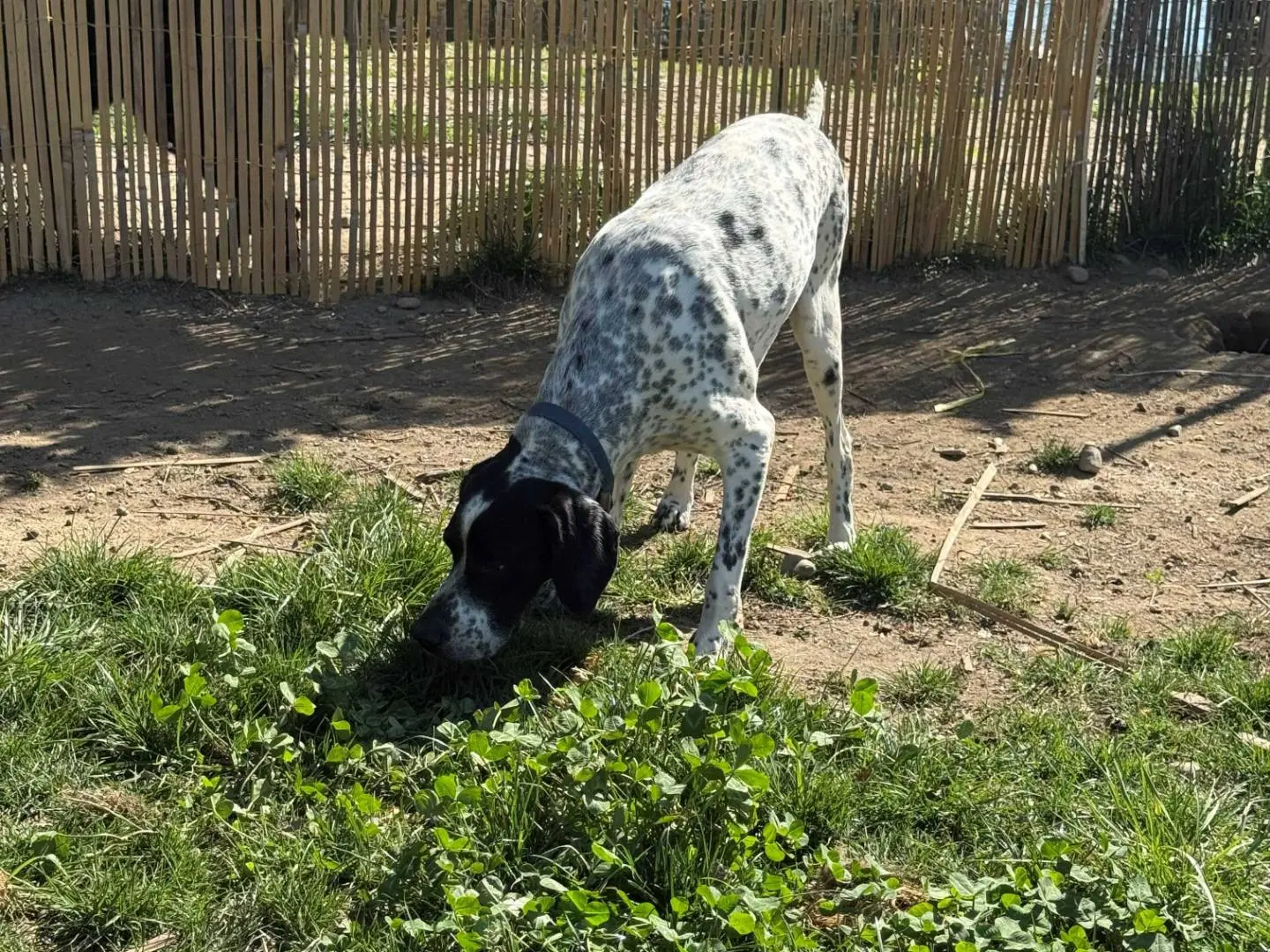 Foto 3 dell'animale