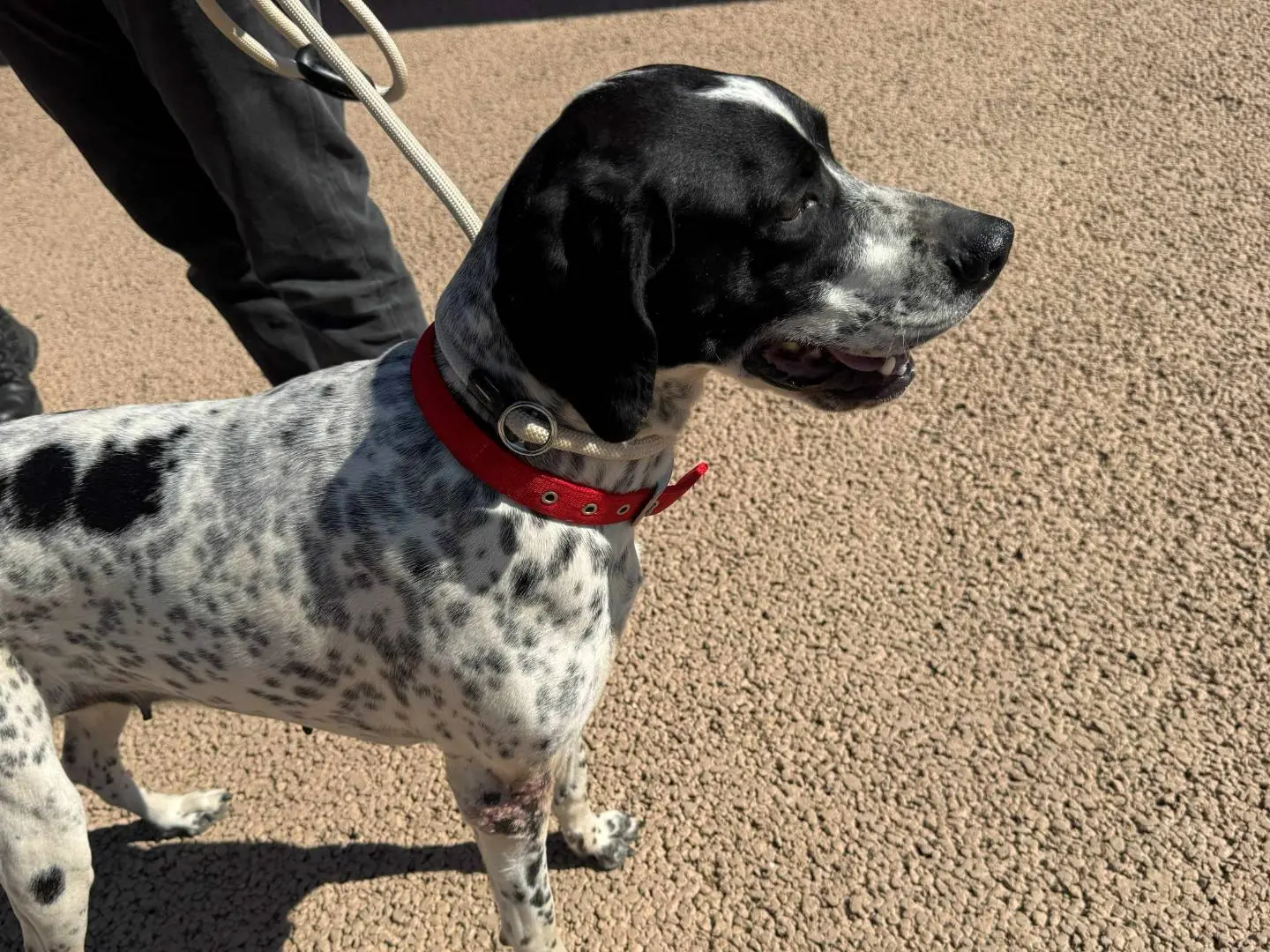 Adotta un cane, femmina, 4 anni e 7 mesi, Milano