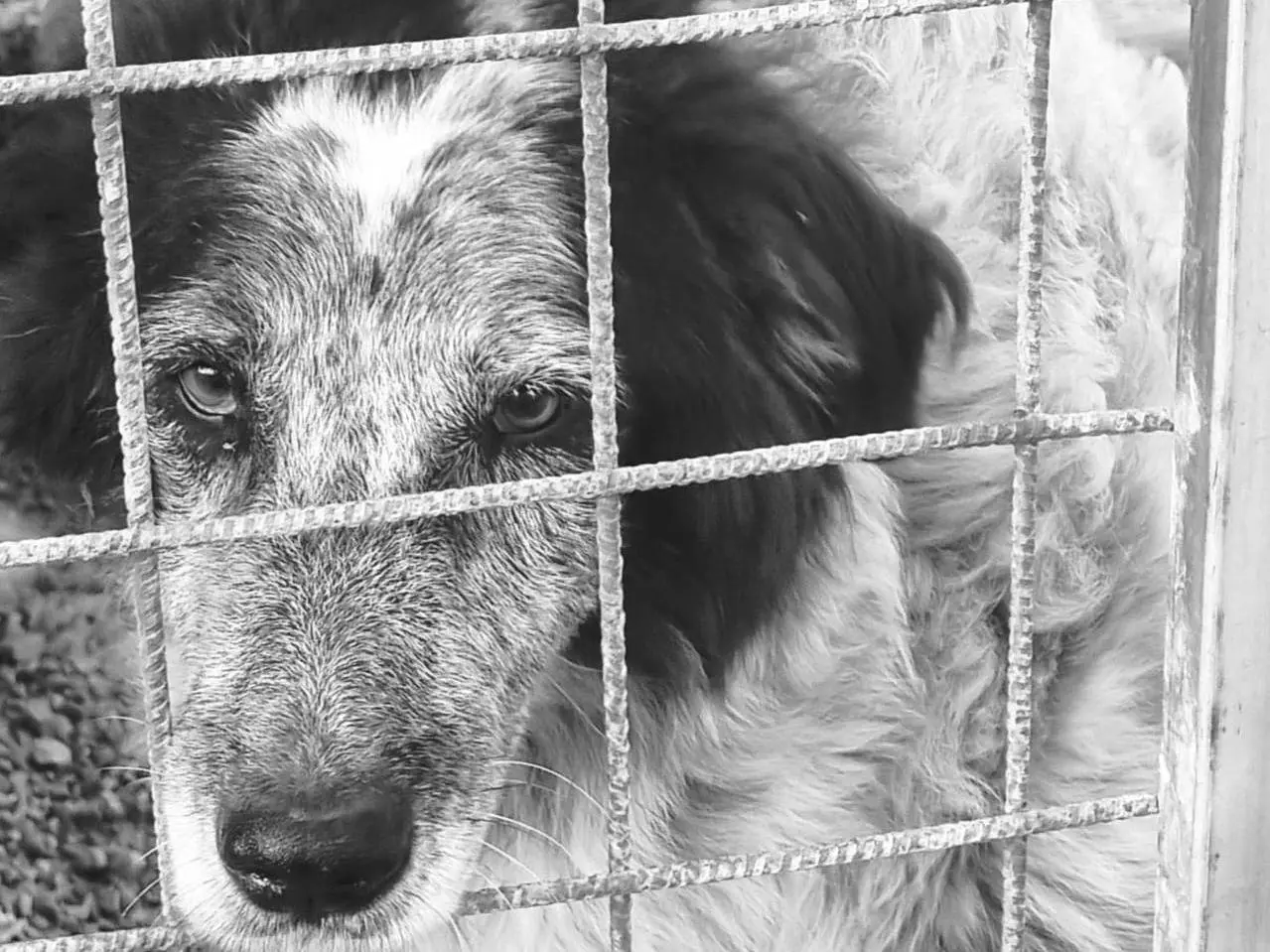 Adotta un cane, maschio, 12 anni e 2 mesi, Crotone