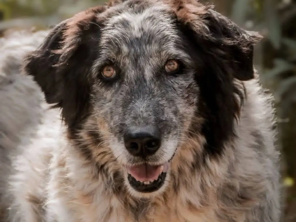 Adozione cane, maschio, Razza sconosciuta Razza sconosciuta, 12 anni e 2 mesi, taglia gigante, Crotone