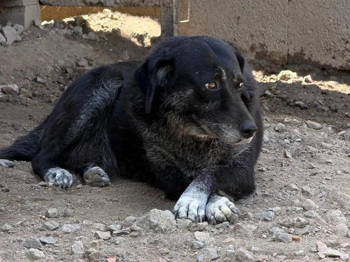 Foto 3 dell'animale