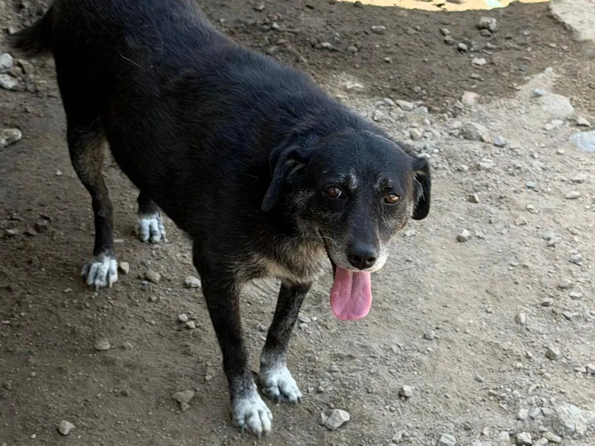Adotta un cane, femmina, 5 anni e 6 mesi, Sassari