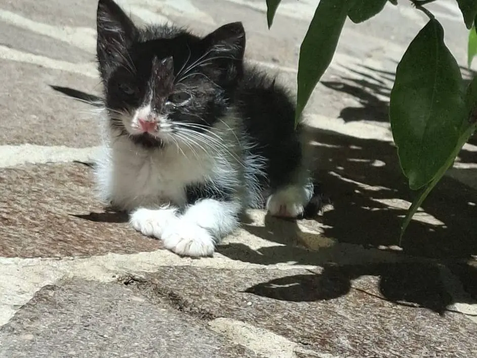 Foto 1 dell'animale