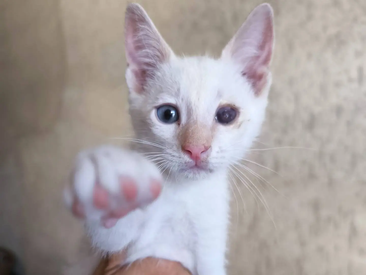 Adozione gatto, maschio, Razza sconosciuta Razza sconosciuta, 5 mesi, taglia non valida, Bari