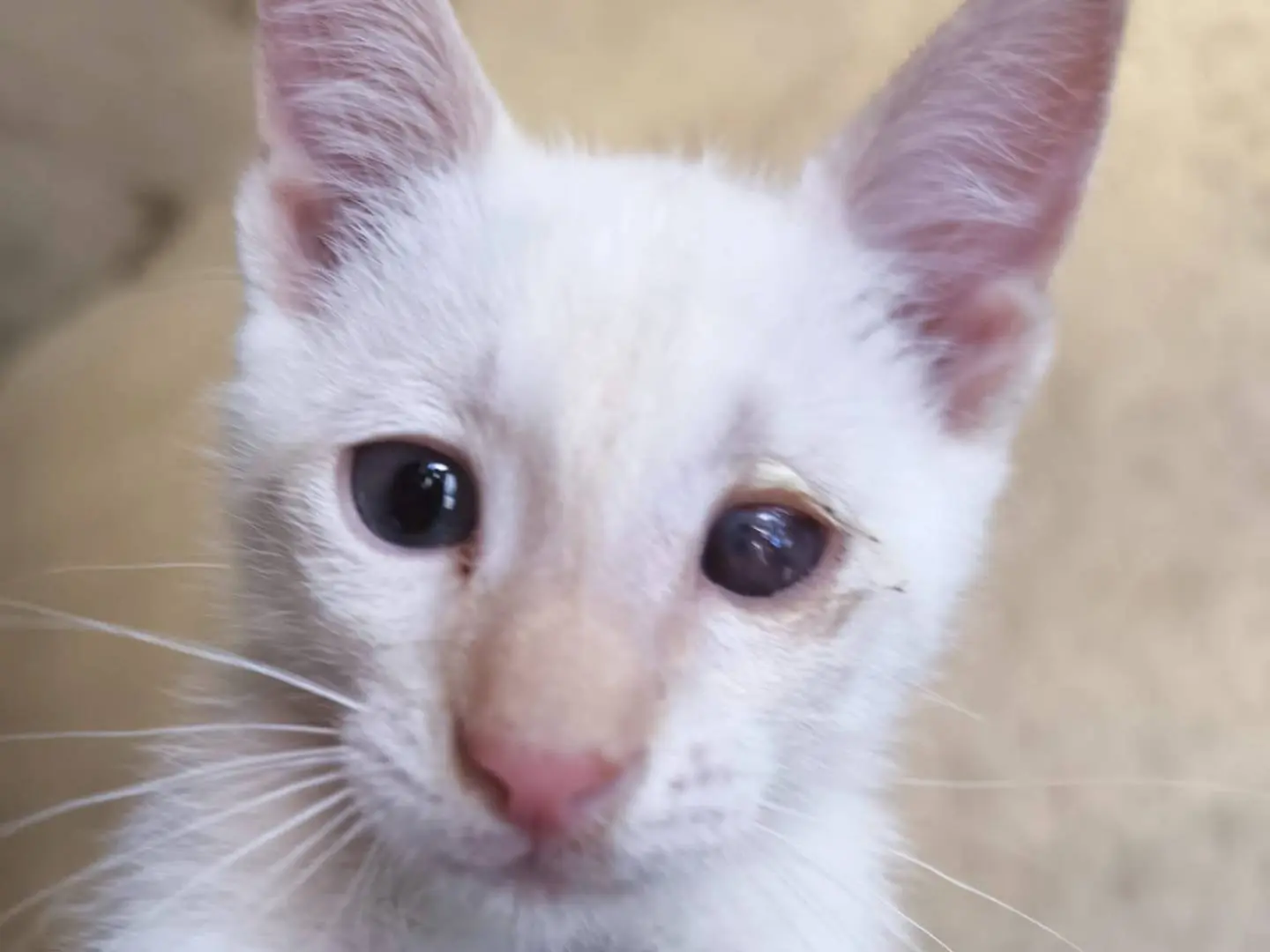 Adotta un gatto, maschio, 5 mesi, Bari