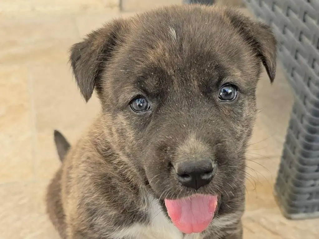 Adozione cane, femmina, Razza sconosciuta Razza sconosciuta, 1 mese, taglia media contenuta, Palermo