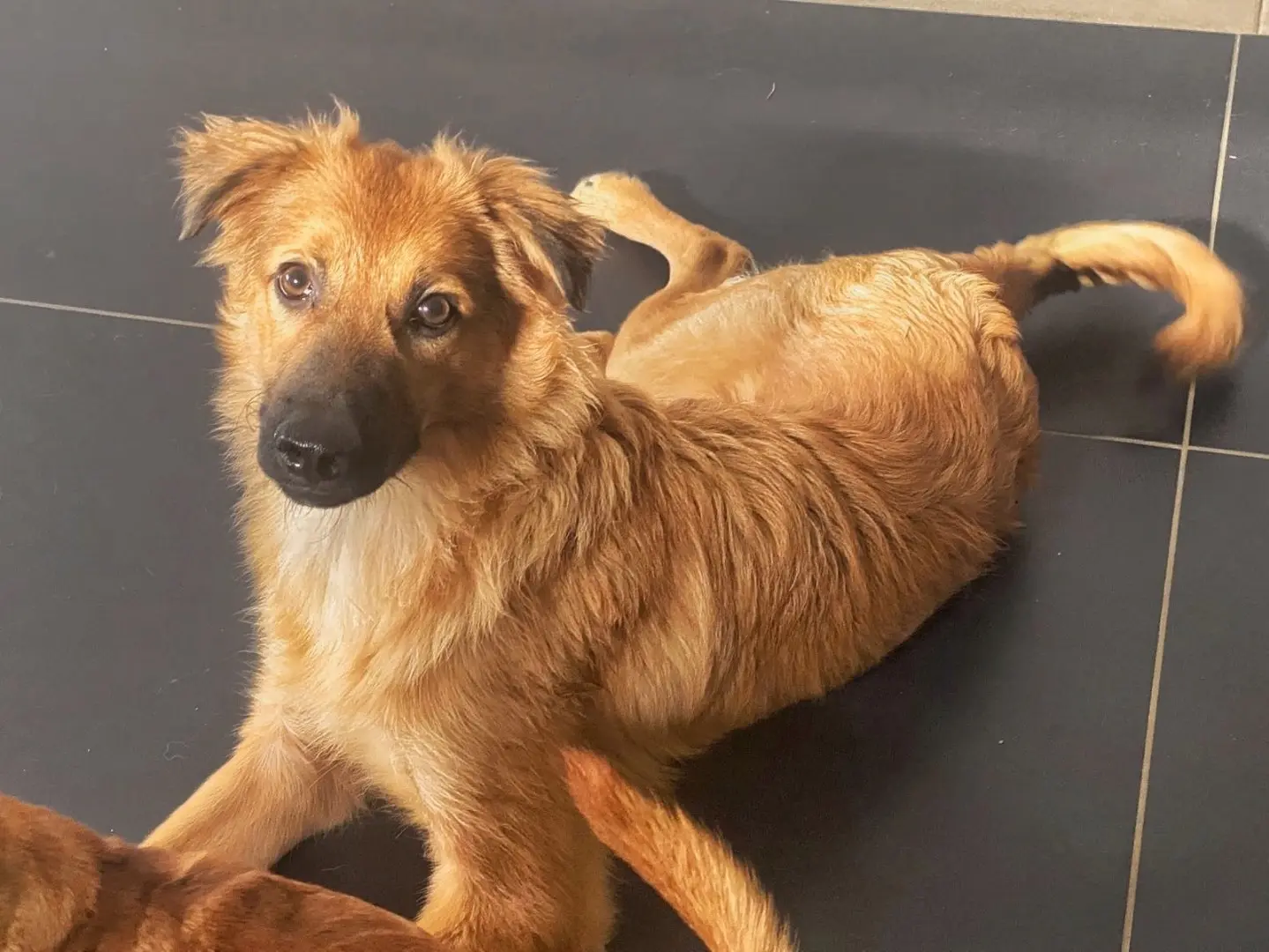 Adotta un cane, taglia media, maschio, Crotone