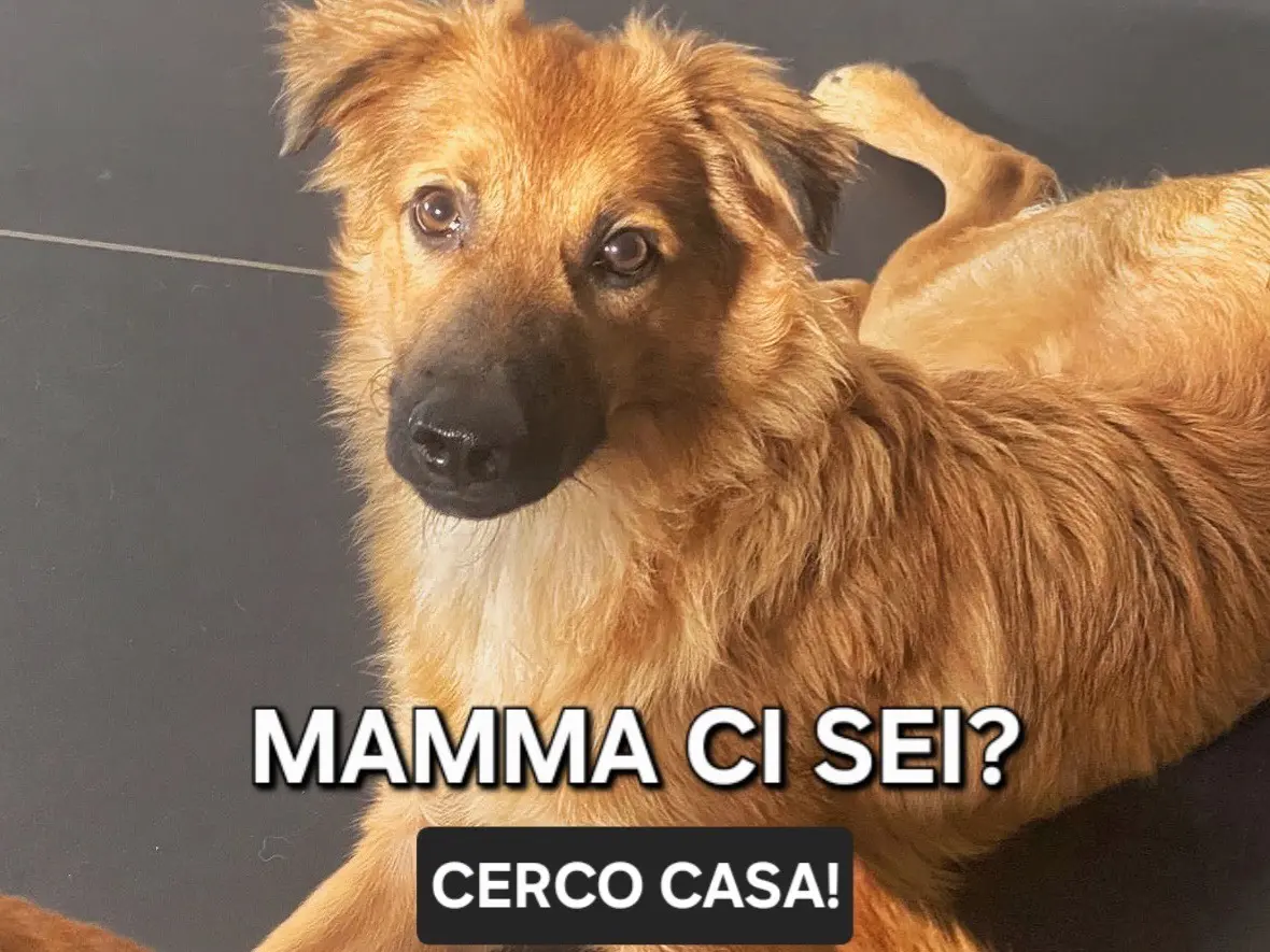 Adotta il cane Bergamotto a Crotone