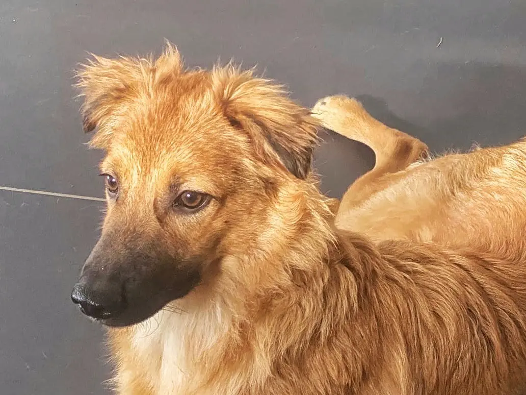 Adotta un cane, maschio, 5 mesi, Crotone