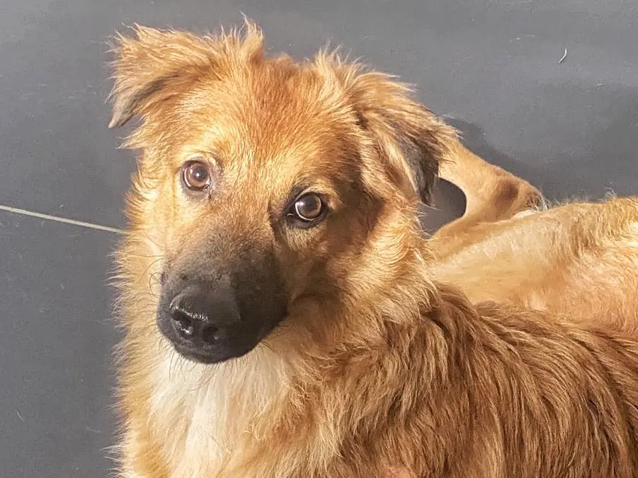 Vuoi adottare un cane a Crotone?