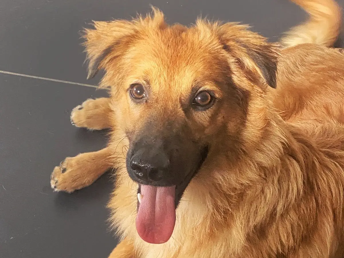 Adozione cane, maschio, Razza sconosciuta Razza sconosciuta, 5 mesi, taglia media, Crotone