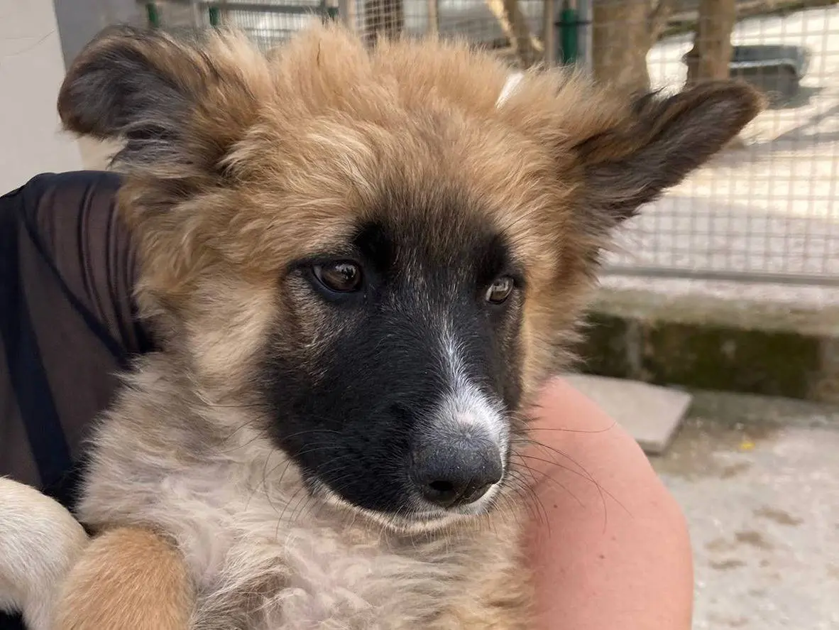 Adozione cane, maschio, Pastore tedesco Razza sconosciuta, 1 anno e 7 mesi, taglia gigante, Taranto