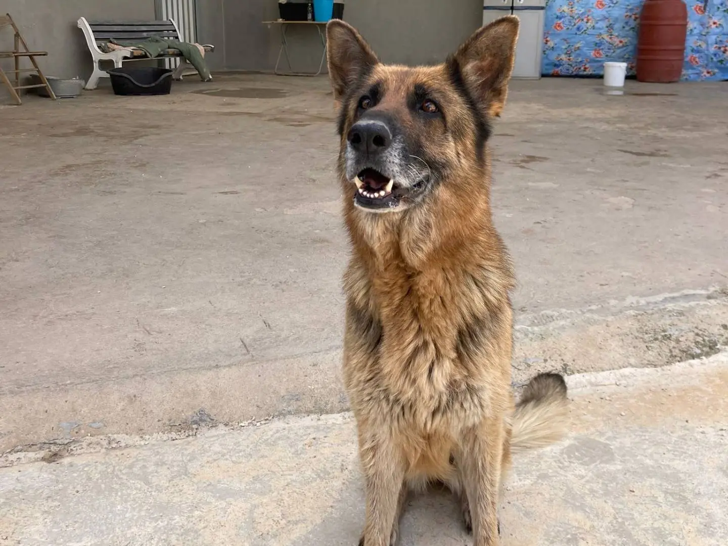 Vuoi adottare un cane a Taranto?