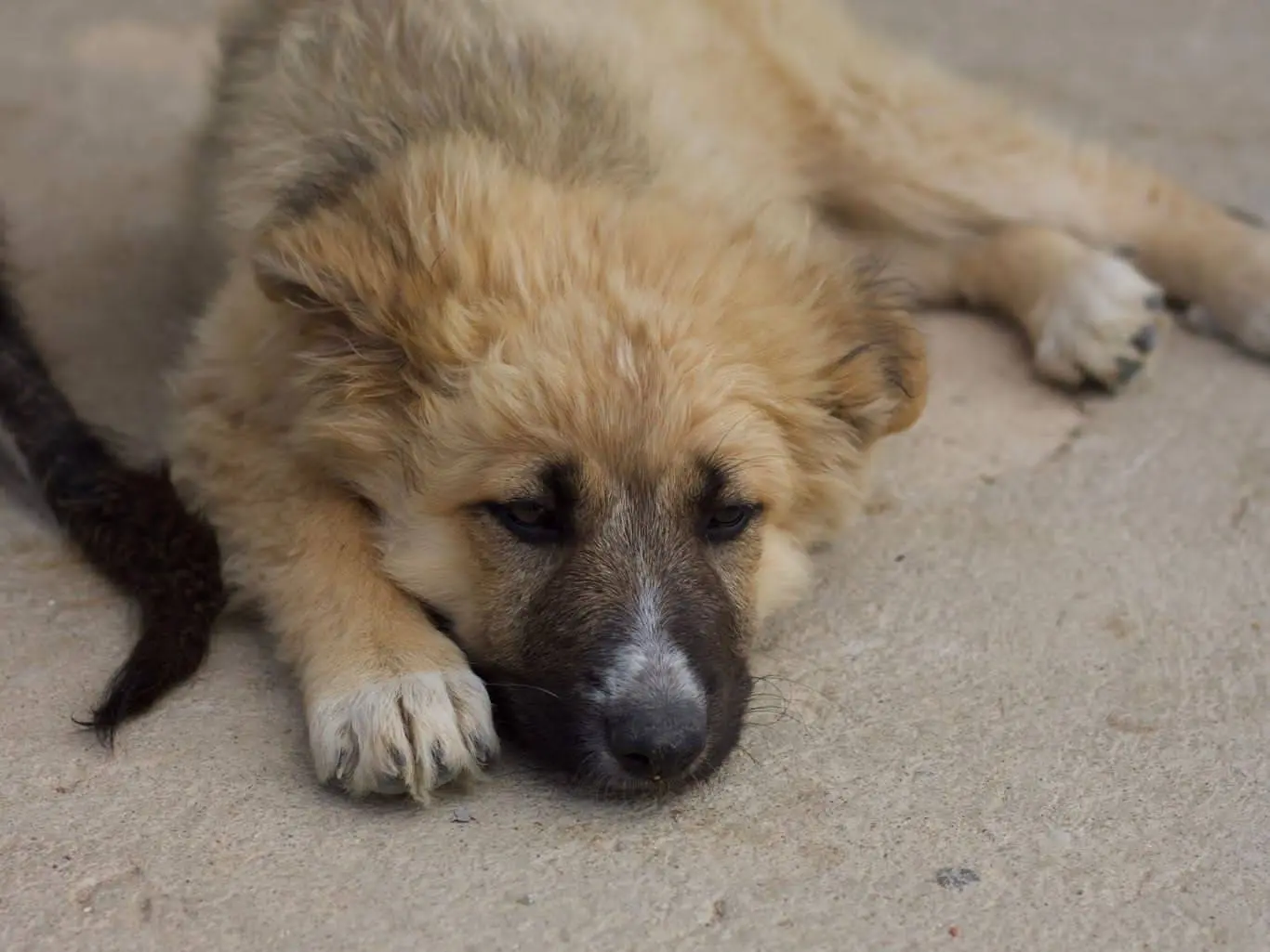 Adotta un cane, maschio, 1 anno e 7 mesi, Taranto