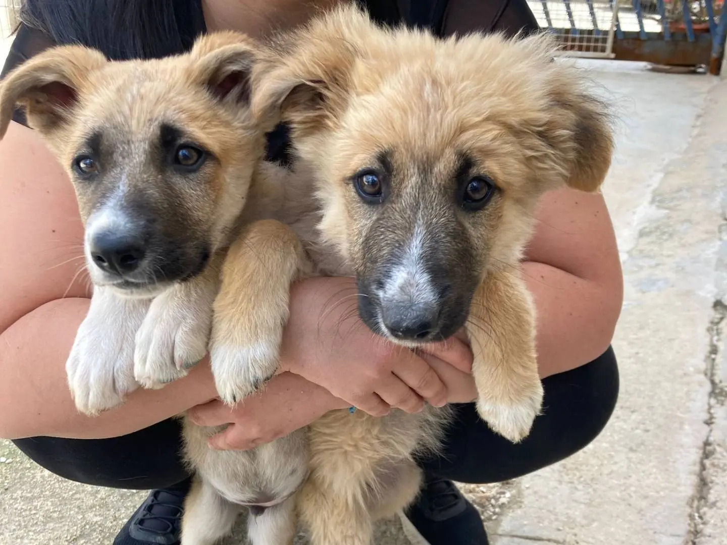Adotta un cane, taglia gigante, maschio, Taranto