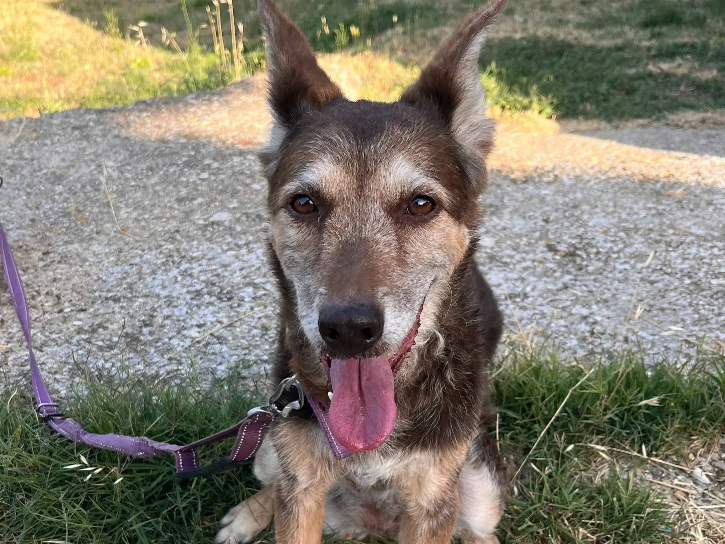 Vuoi adottare un cane a Roma?
