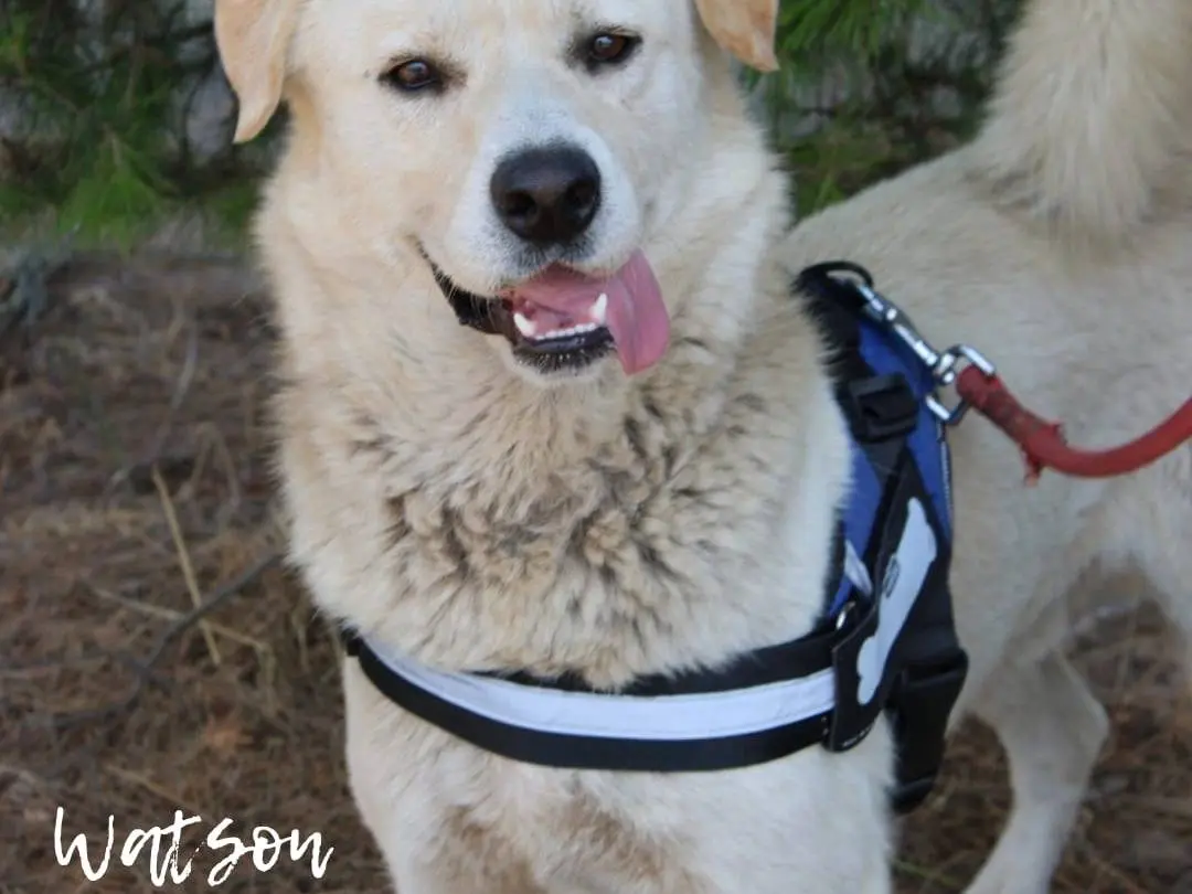 Adotta il cane Sherlock e Watson a Crotone