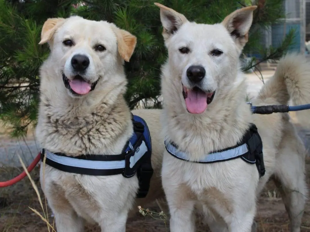 Vuoi adottare un cane a Crotone?