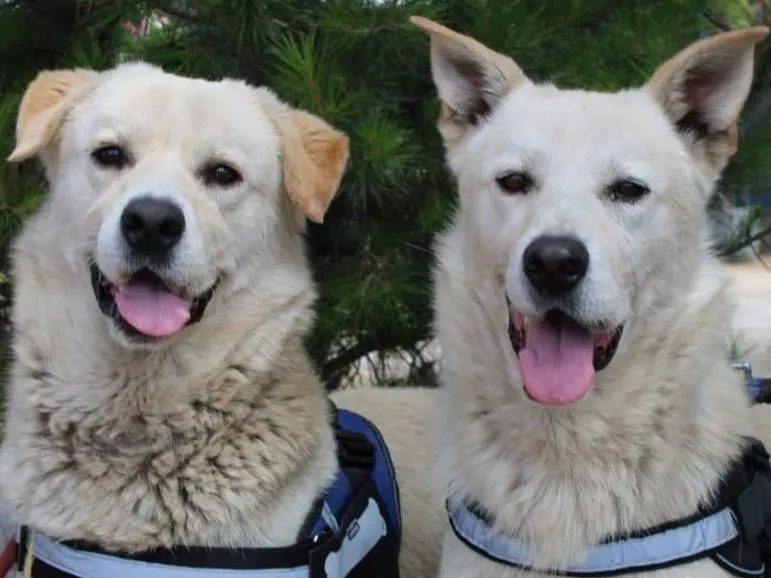 Adozione cane, maschio, Razza sconosciuta Razza sconosciuta, 2 anni e 9 mesi, taglia media, Crotone