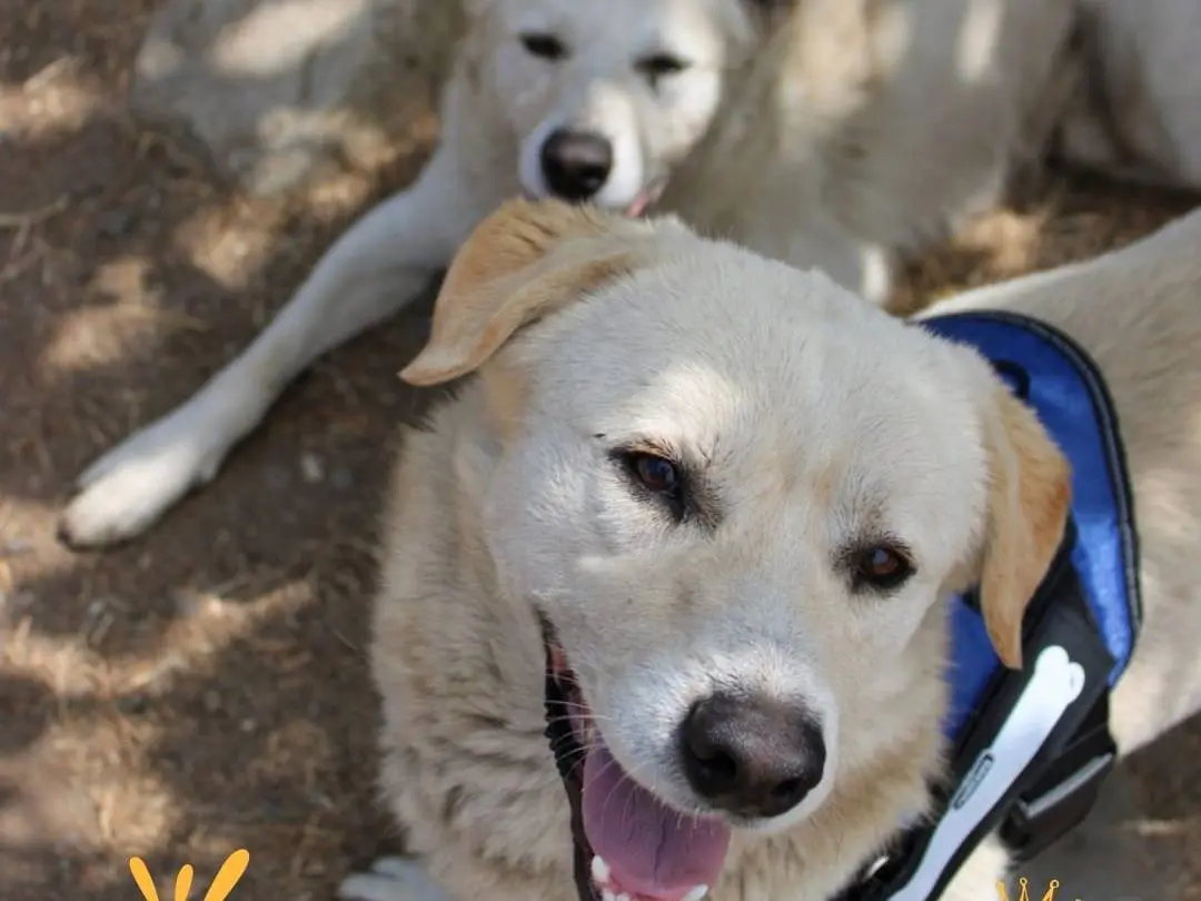 Adotta un cane, maschio, 2 anni e 9 mesi, Crotone
