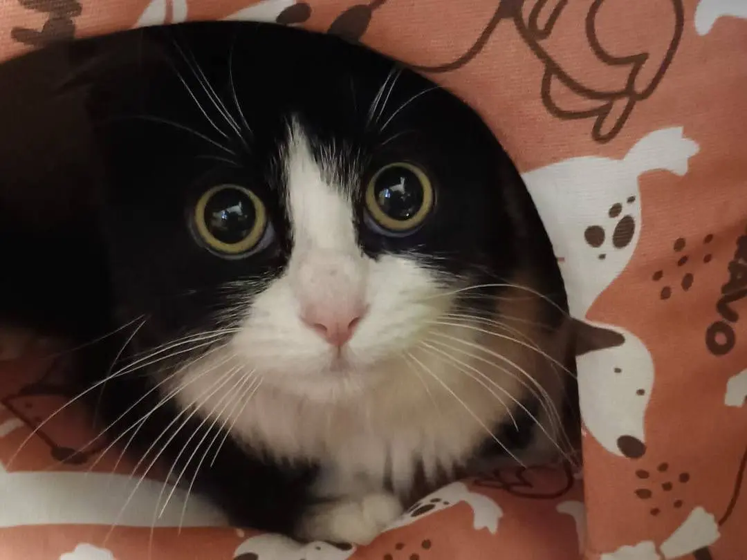 Adozione gatto, femmina, Razza sconosciuta Razza sconosciuta, 3 anni e 7 mesi, taglia non valida, Avellino
