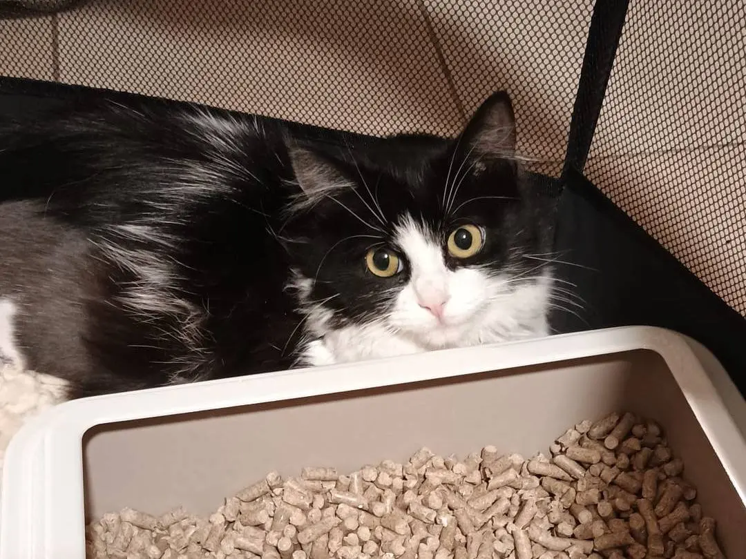 Adotta un gatto, femmina, 3 anni e 7 mesi, Avellino