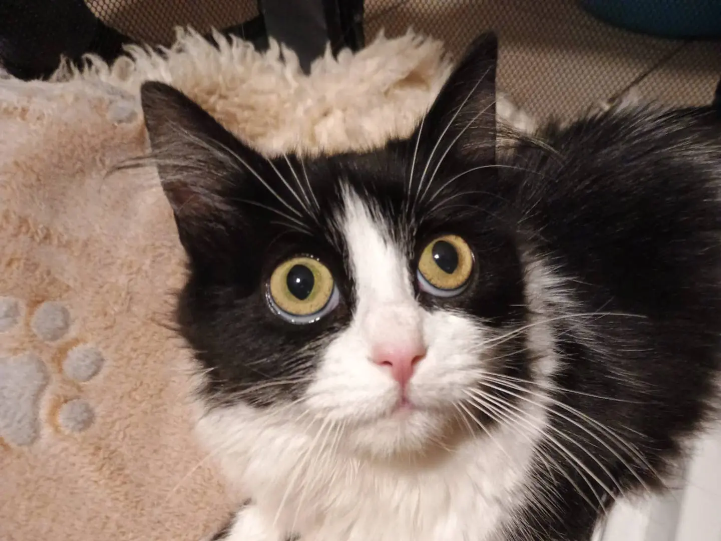 Adotta il gatto Dyana a Avellino