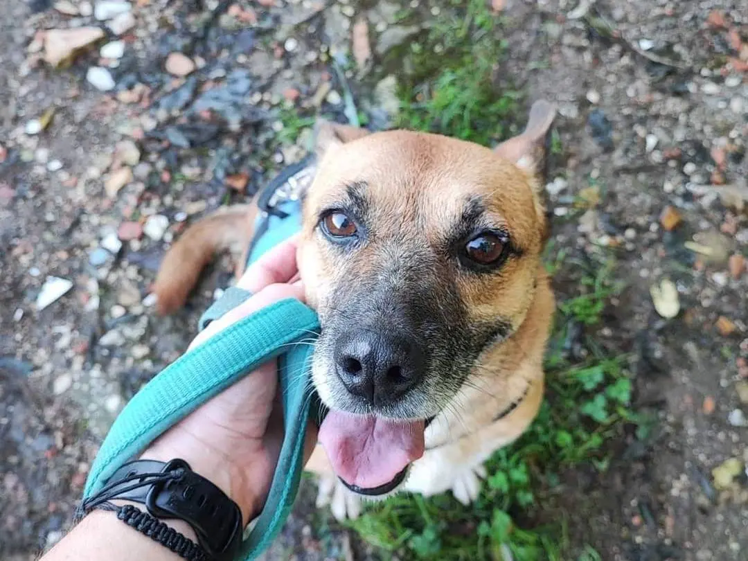 Adotta un cane, femmina, 8 anni e 9 mesi, Napoli