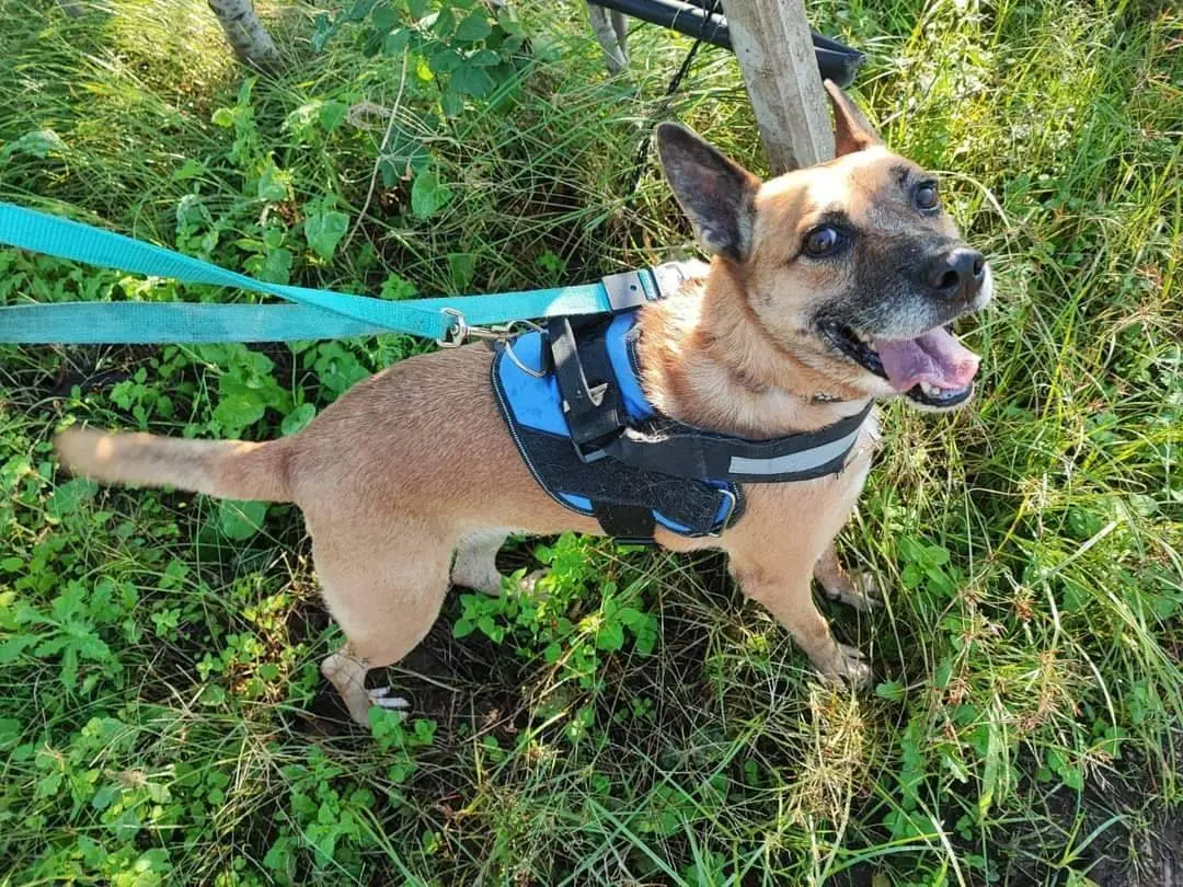 Adozione cane, femmina, meticcio, 8 anni e 9 mesi, taglia media contenuta, Napoli