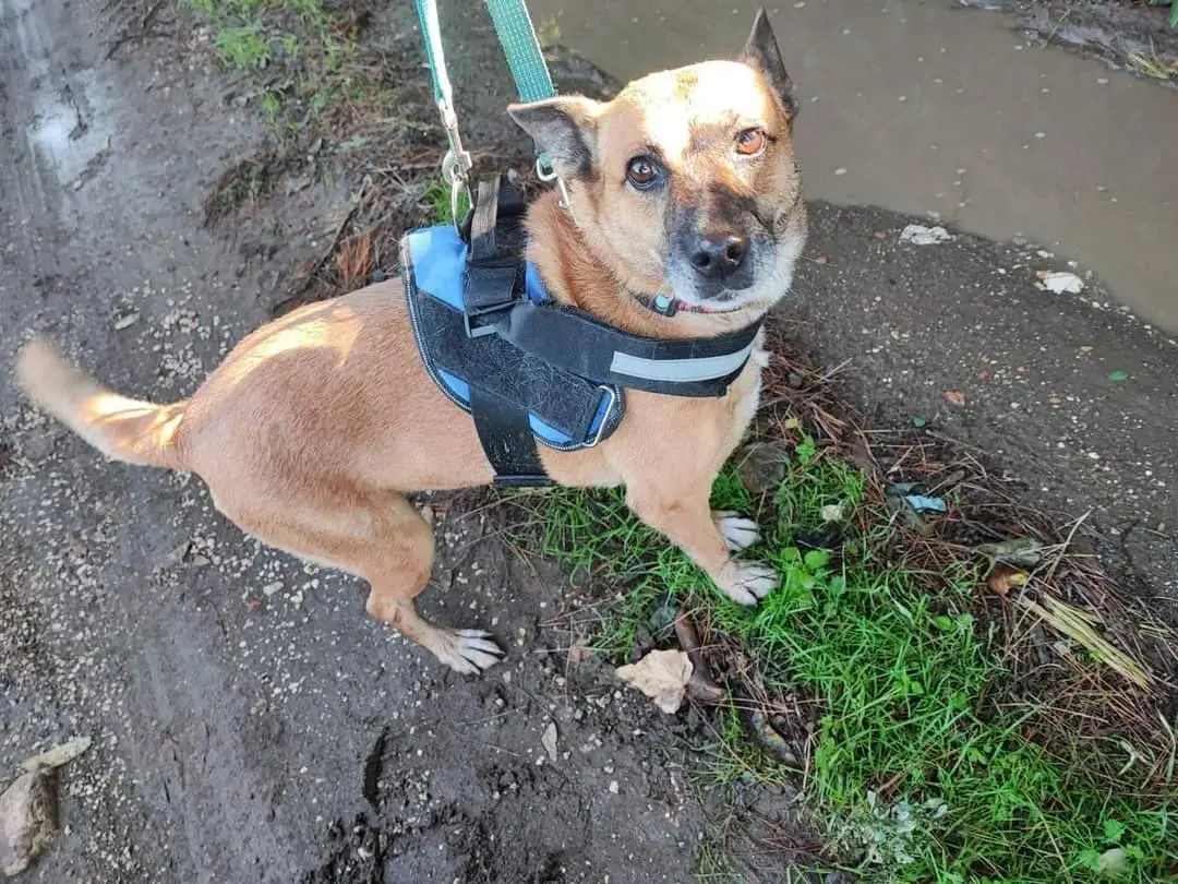 Adotta il cane Puzzetta a Napoli