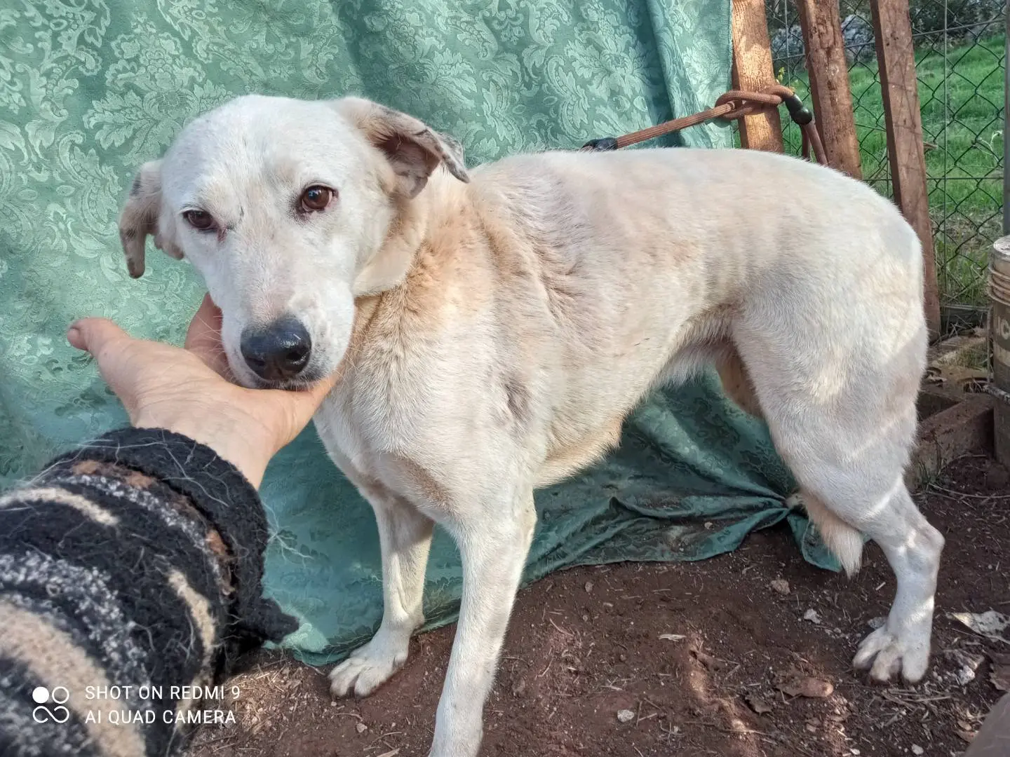 Foto 1 dell'animale