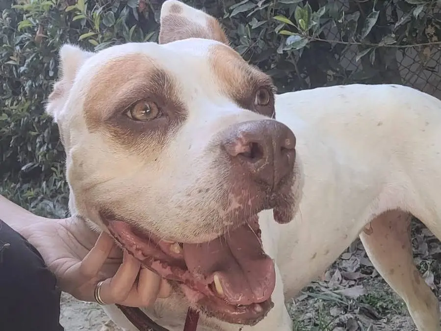Adotta il cane STELLA a Pavia