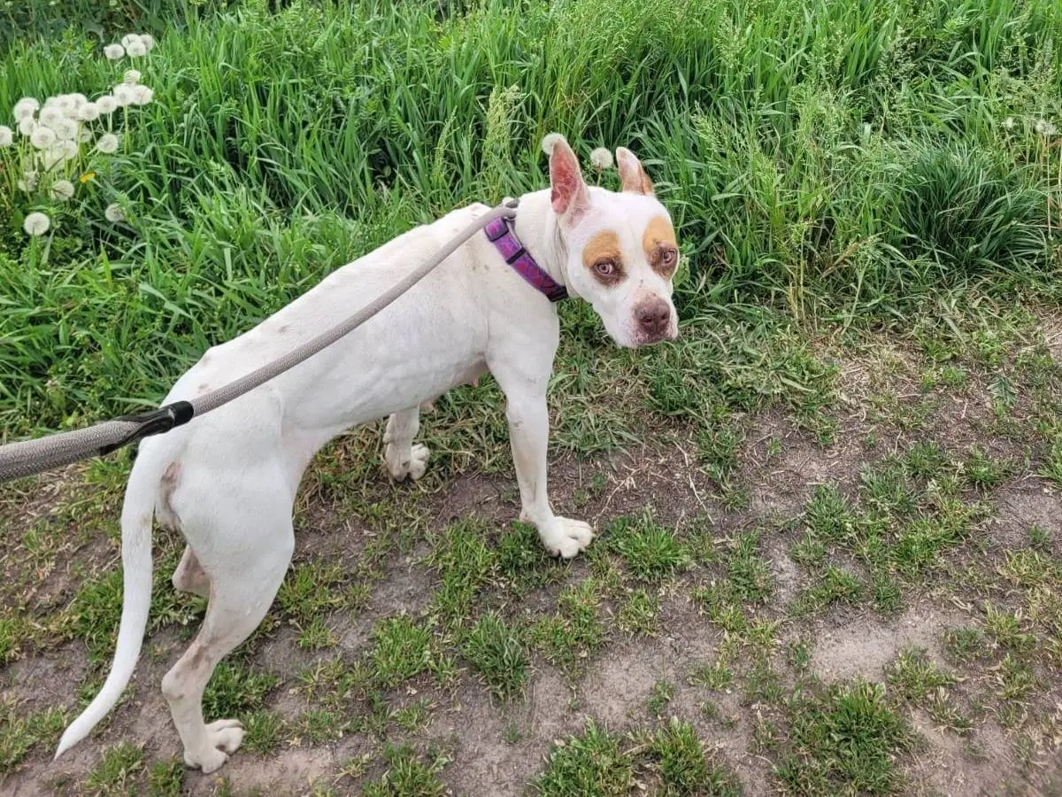 Vuoi adottare un cane a Pavia?