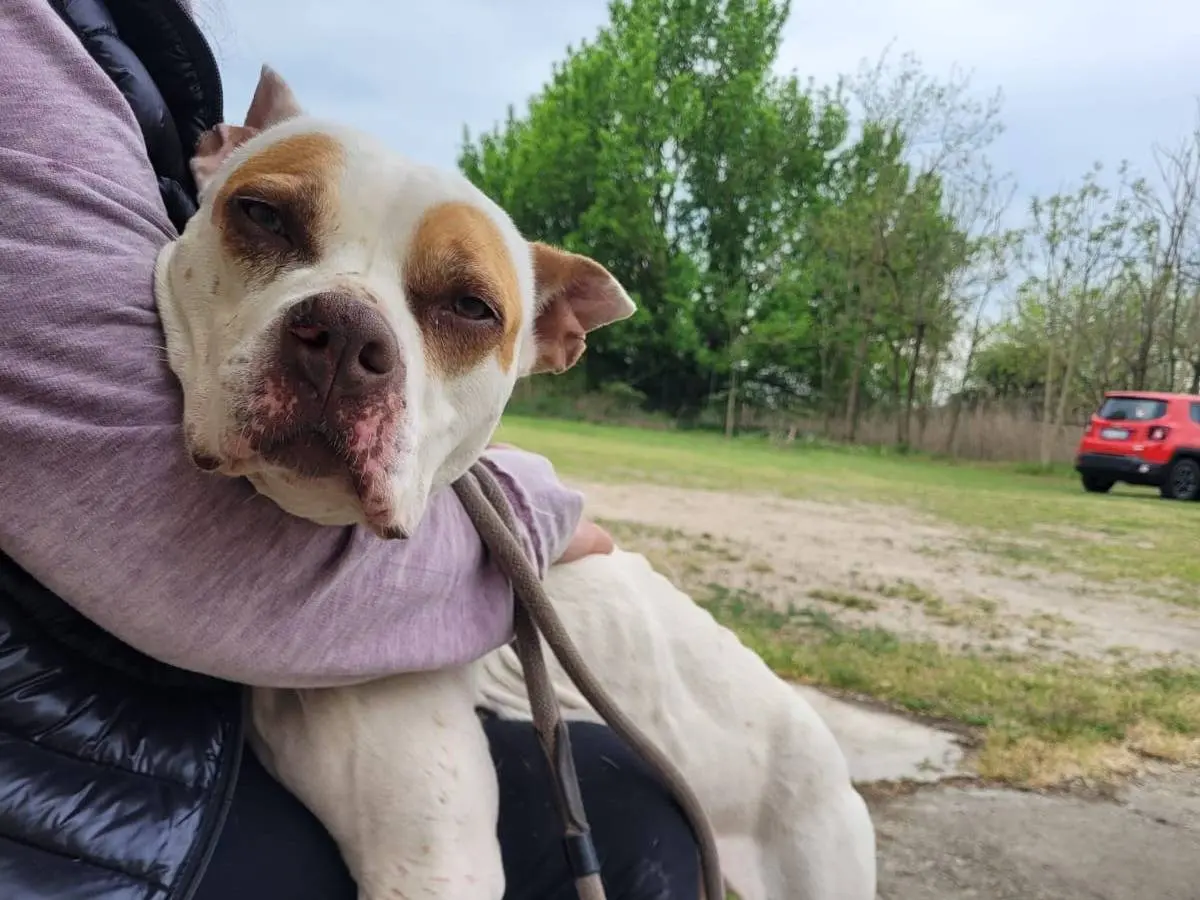 Adotta un cane, femmina, 9 anni e 2 mesi, Pavia
