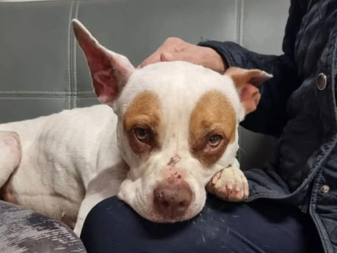 Adozione cane, femmina, Pitbull Razza sconosciuta, 9 anni e 2 mesi, taglia media, Pavia
